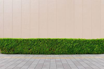 Plants growing on field by wall