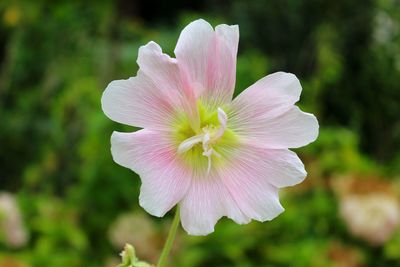 Close-up of pink flower blooming outdoors