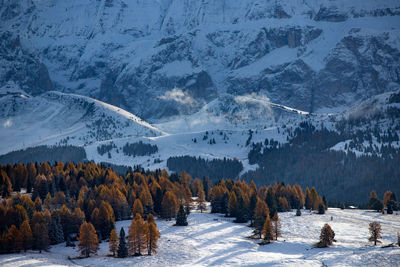 Scenic view of pine trees during winter