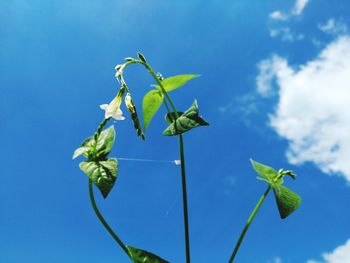 Low angle view of flowering plant against blue sky