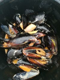 High angle view of fish in container
