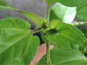 Close-up of insect on leaf