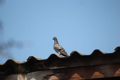 Low angle view of seagull perching on roof