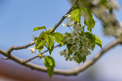 Close-up of insect on plant