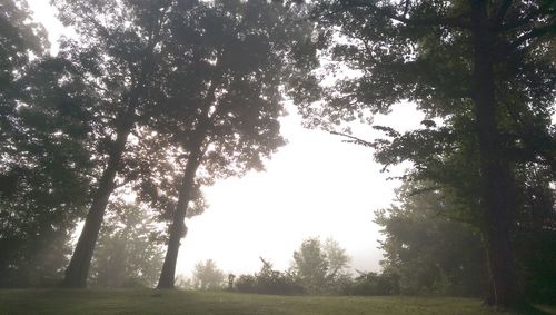 Trees on grassy field
