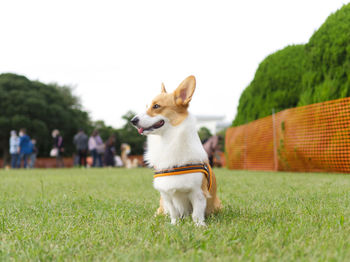 Portrait of dog on grassy field