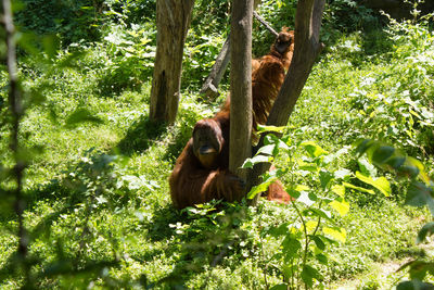 Monkey hanging on tree