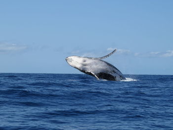 Whale splashing water in ocean against sky