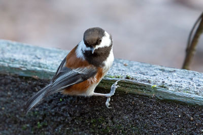 Close-up of bird perching on wood