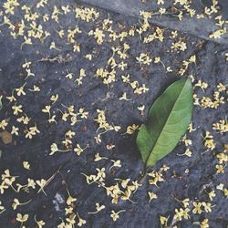 Leaves on ground