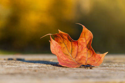 Close-up of leaf on table during autumn