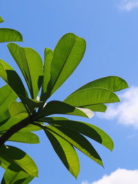 Low angle view of leaves against blue sky