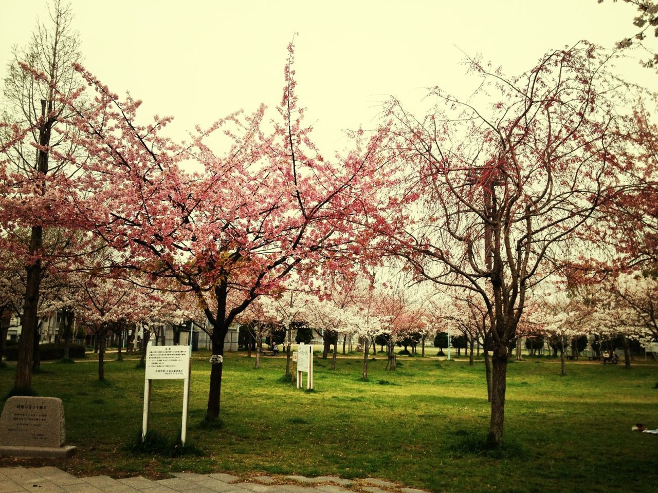 tree, flower, grass, park - man made space, branch, growth, beauty in nature, nature, park, pink color, blossom, freshness, field, sky, tree trunk, lawn, day, tranquility, cherry tree, fragility