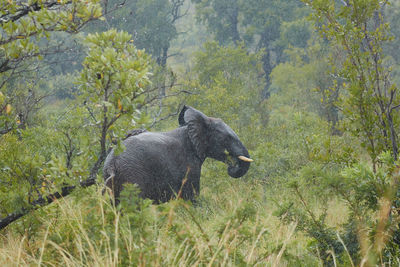 Elephant in a forest raining 