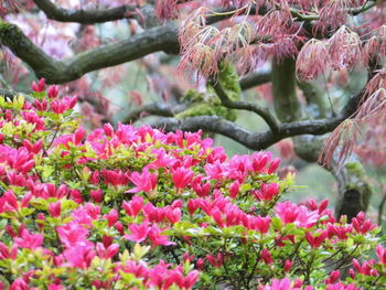 Detail shot of pink flowers