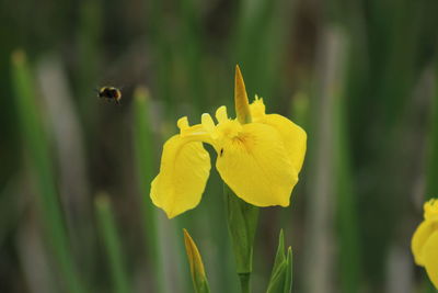 Close-up of yellow flowering plant iris bumblebee 