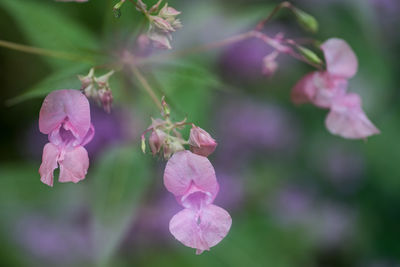 Close-up of pink flowering plant