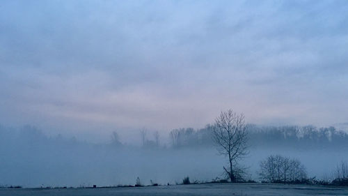 Scenic view of trees against sky during winter