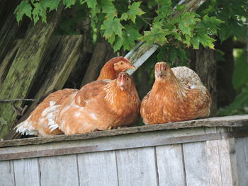 Close-up of birds perching on wood