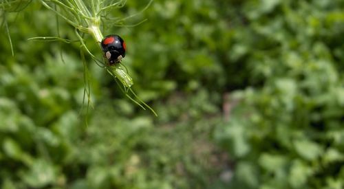 Close-up of ladybug on leaf