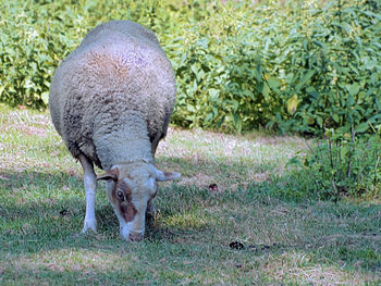 Sheep grazing in a field