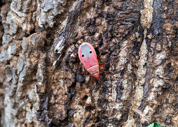 tree trunk