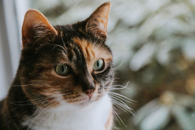 Close-up portrait of a cat