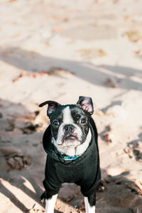 High angle view of portrait of small dog on land