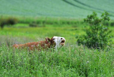 View of a dog on field