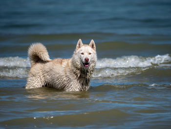 Siberian husky enjoys the ocean