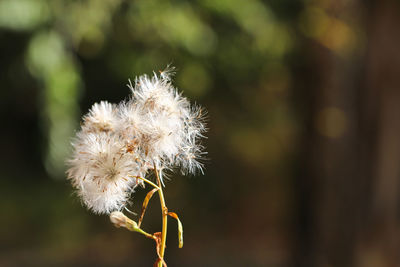 Close-up of wilted dandelion flower