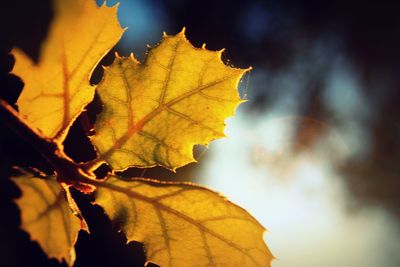 Close-up of yellow maple leaves