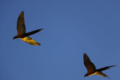 Low angle view of birds flying against blue sky