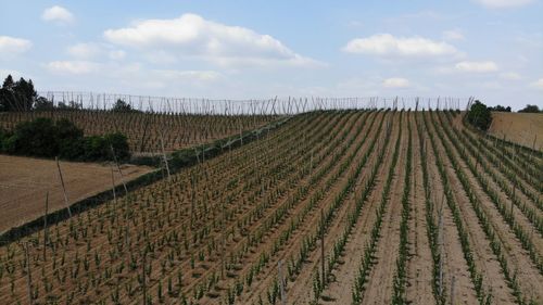 Scenic view of vineyard against sky