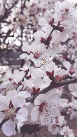 Pink flowers blooming on tree