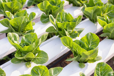 High angle view of vegetables on table