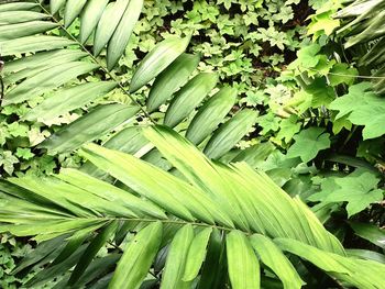 Full frame shot of green leaves