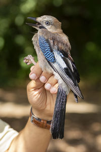 Midsection of person holding bird perching on hand