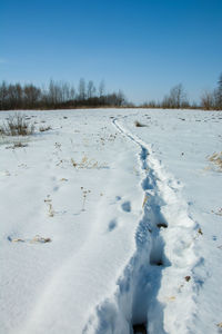 Animals path on the snow, winter sunny day