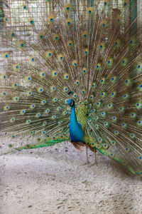 View of peacock at the zoo