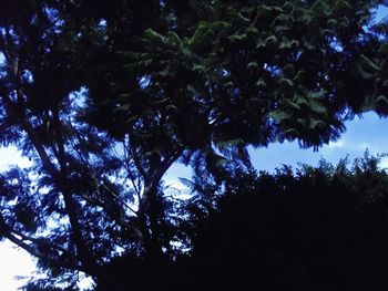 Low angle view of trees in forest