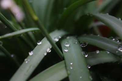 Close-up of water drops on plant