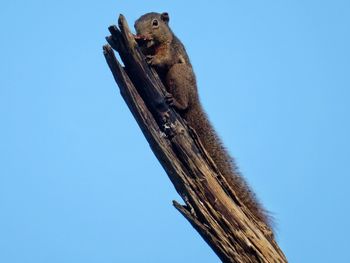 Squirrel eating on tree branch