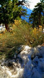 Trees and plants in winter