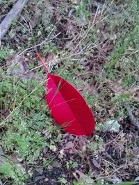 High angle view of red leaf on field