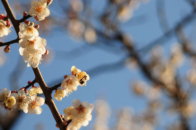 Close-up of white cherry blossom tree