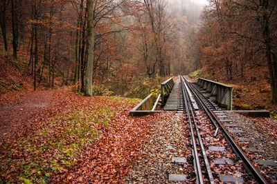 Railroad tracks in forest during autumn