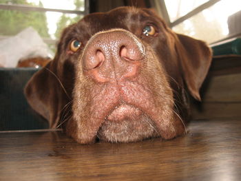 Close-up portrait of dog at home