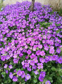 Close-up of purple flowers blooming outdoors