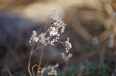 Close-up of white flowering plant